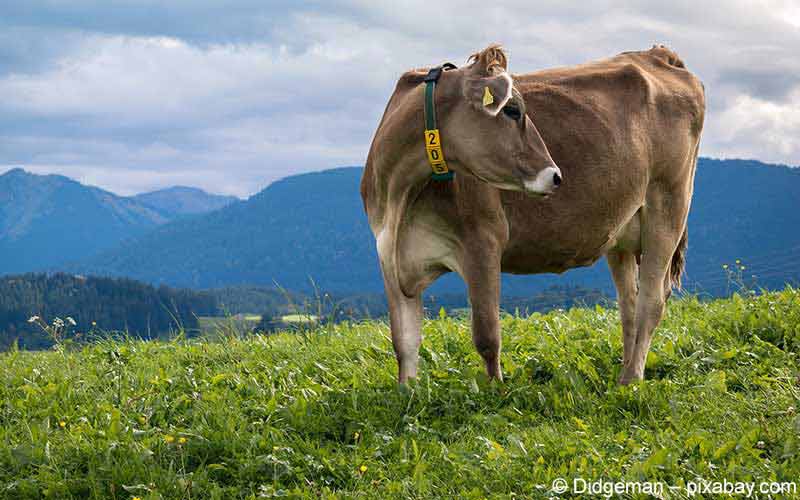 Allgäu Allgäu