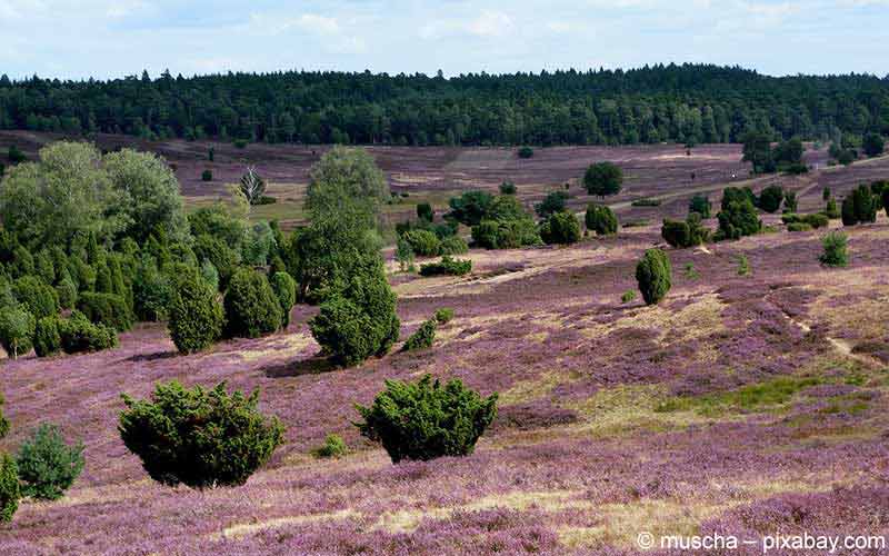 Lüneburger Heide Lüneburger Heide
